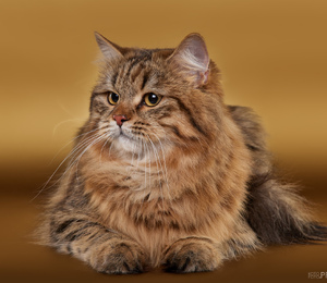 Сибирские котята купить недорого